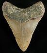 Megalodon Shark Tooth - N Carolina #6656-2